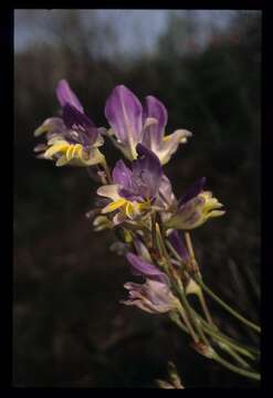 Image of Sparaxis variegata (Sweet) Goldblatt