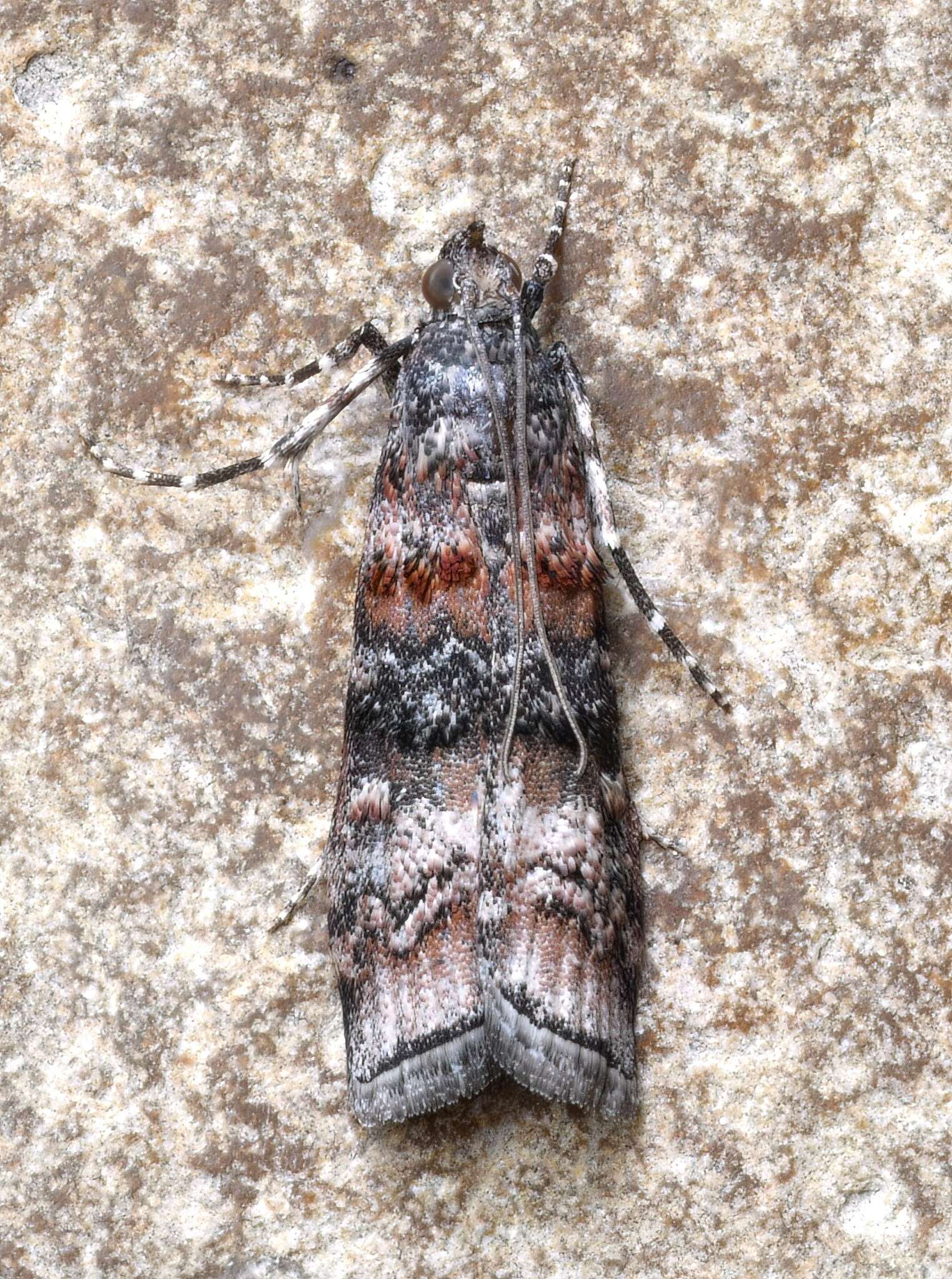 Image of Zimmerman Pine Moth