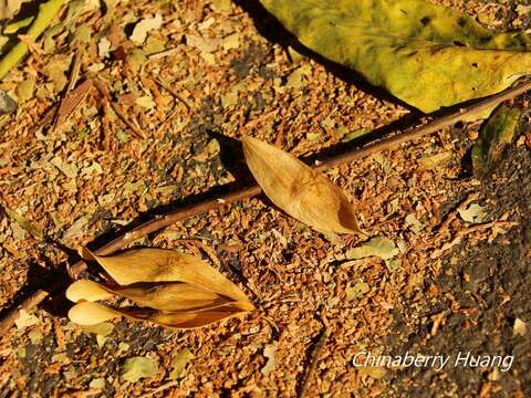 Слика од Ailanthus altissima var. tanakai (Hayata) Kanehira & Sasaki