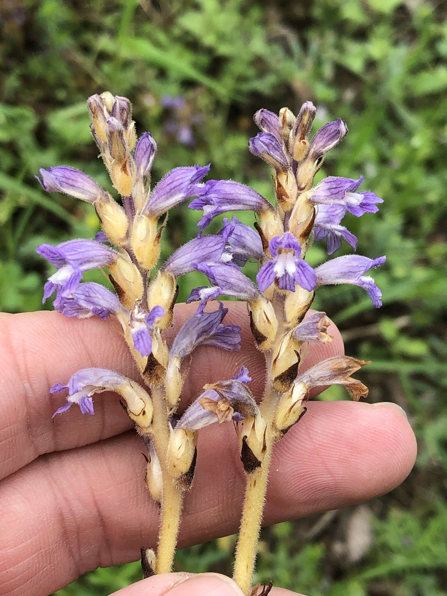 Image of Phelipanche mutelii (F. W. Schultz) Pomel