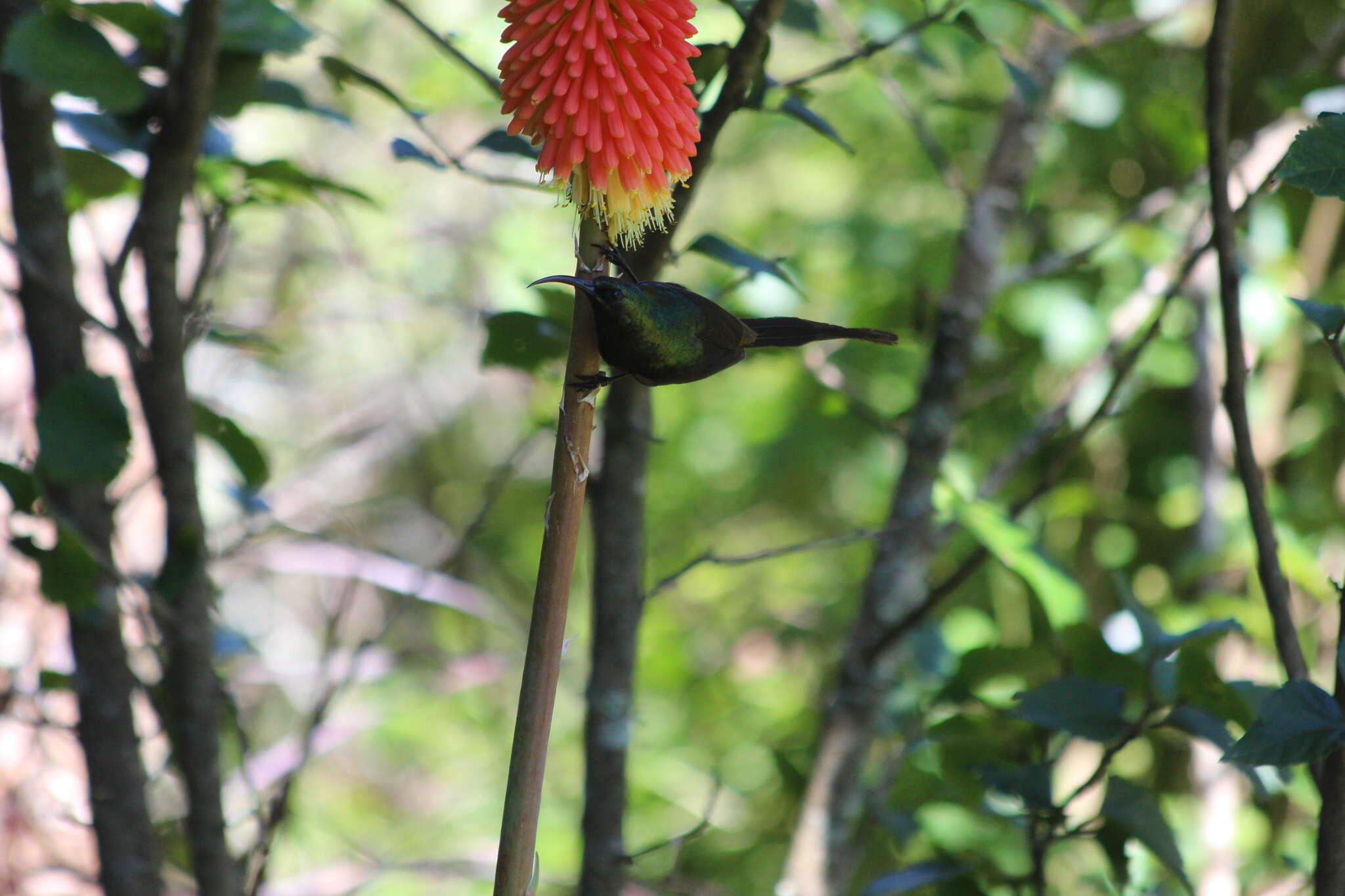 Image of Bronze Sunbird