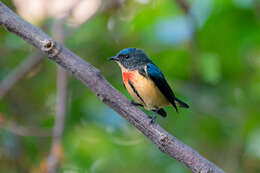 Image of Fire-breasted Flowerpecker