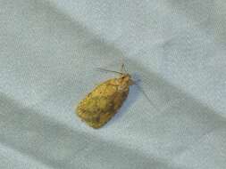 Image of Four-dotted Agonopterix