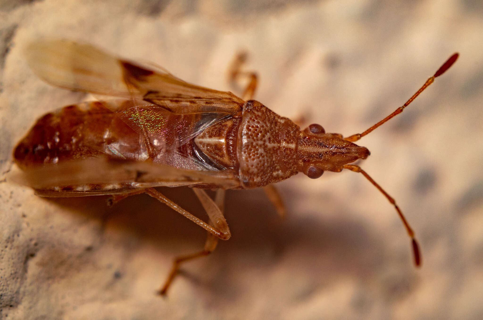 Image of sycamore seed bug