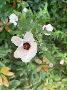 Image of spearleaf swampmallow