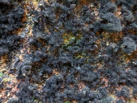 Image of racodium lichen