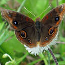 Image of Junonia stemosa