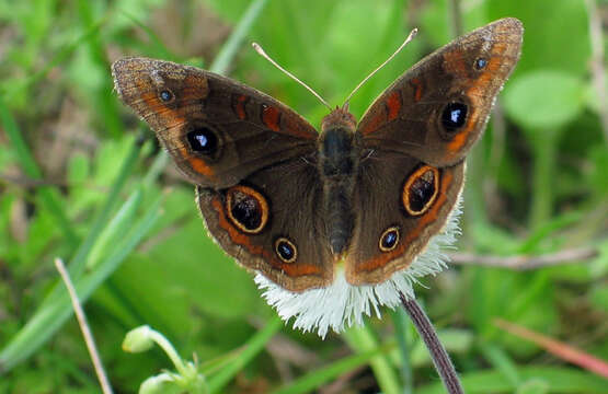 Plancia ëd Junonia stemosa