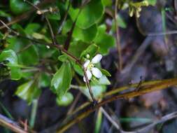 Image of Common Scurvygrass