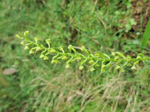 Image of Benthamia chlorantha (Spreng.) Garay & G. A. Romero