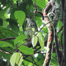 Image of Spot-winged Thrush