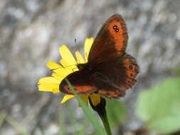 Image of Erebia montanus De Prunner 1798