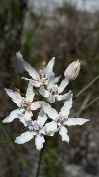 Image of Florida milkweed