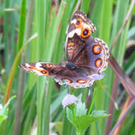 Image of Junonia orithya ocyale Hübner (1816)