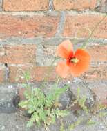 Image of Papaver dubium subsp. dubium