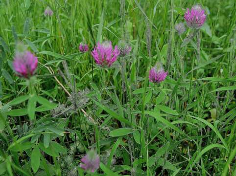 Image of purple clover