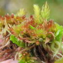 Image of blushing bog-moss
