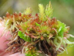 Image of blushing bog-moss