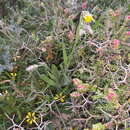 Image of Catananche lutea L.