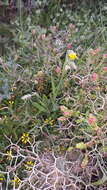 Image de Catananche lutea L.