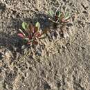 Plancia ëd Limonium girardianum (Guss.) Fourr.