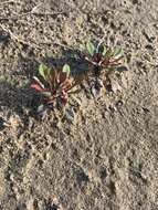 Plancia ëd Limonium girardianum (Guss.) Fourr.