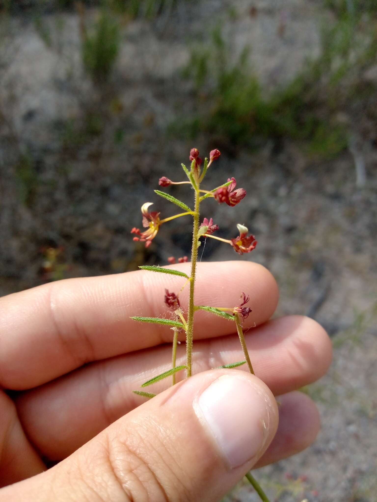 Image of Cleome violacea L.