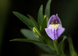 Image of Hygrophila uliginosa S. Moore