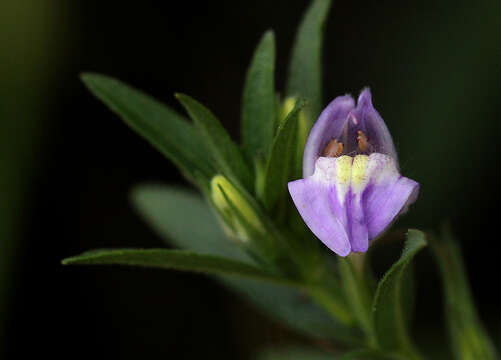 Imagem de Hygrophila uliginosa S. Moore