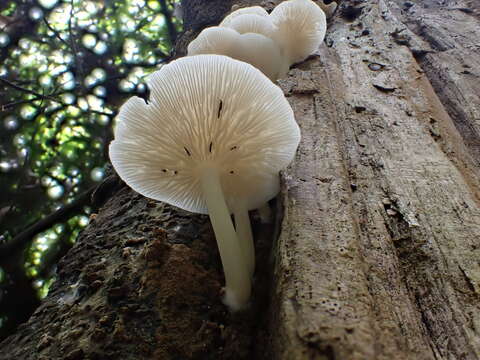 Lactocollybia epia (Berk. & Broome) Pegler 1986 resmi