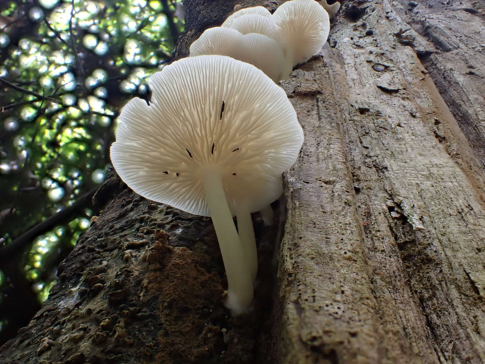 Image de Lactocollybia epia (Berk. & Broome) Pegler 1986