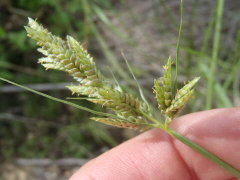 Image of Rusby's flatsedge