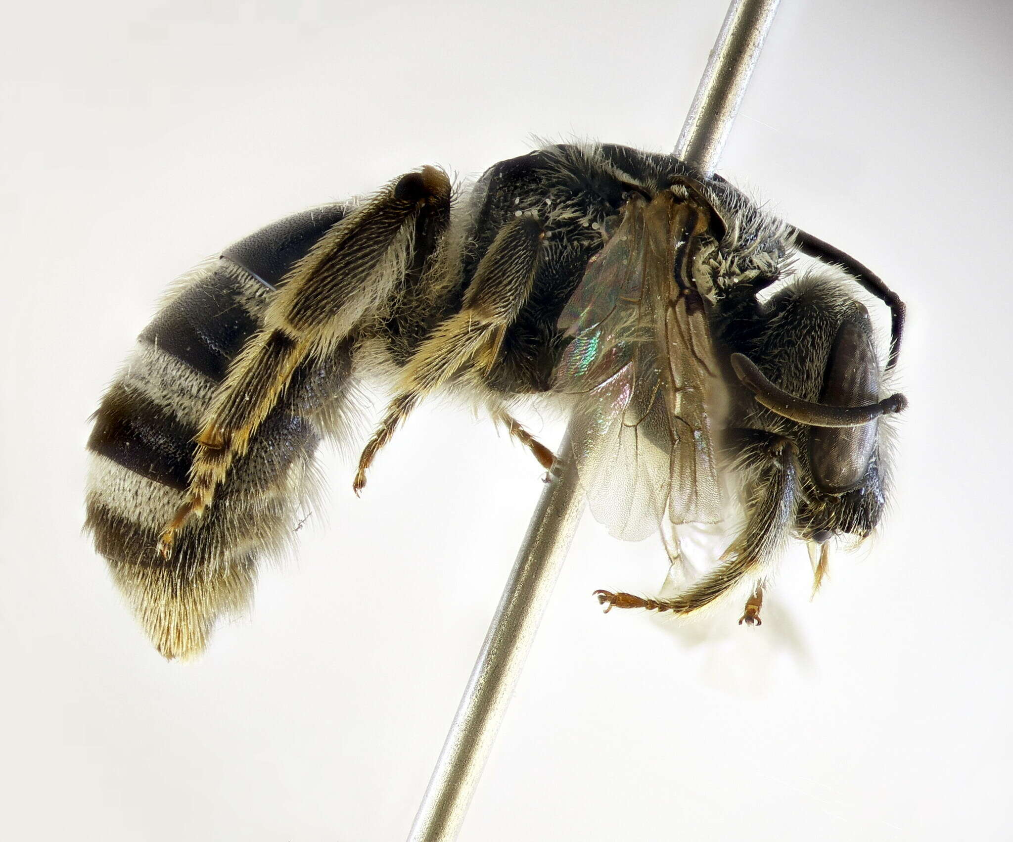 Plancia ëd Lasioglossum discum (Smith 1853)