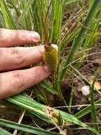 Image of Vellozia pumila Goethart & Henrard