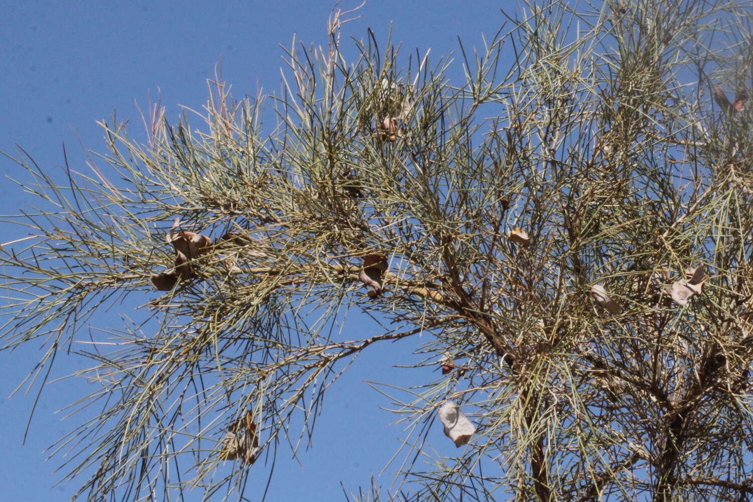 Acacia peuce F. Muell. resmi