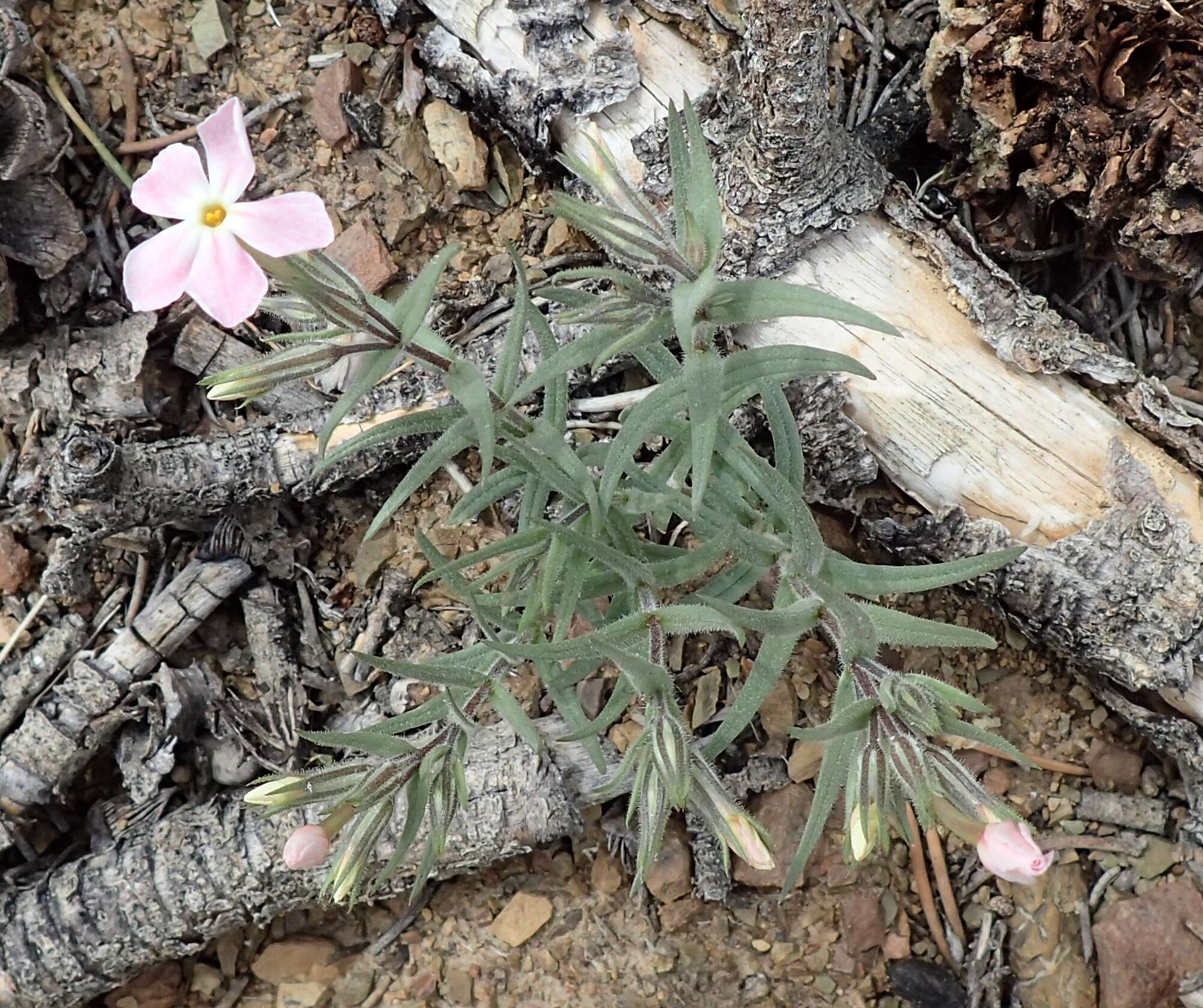 Image of cold-desert phlox