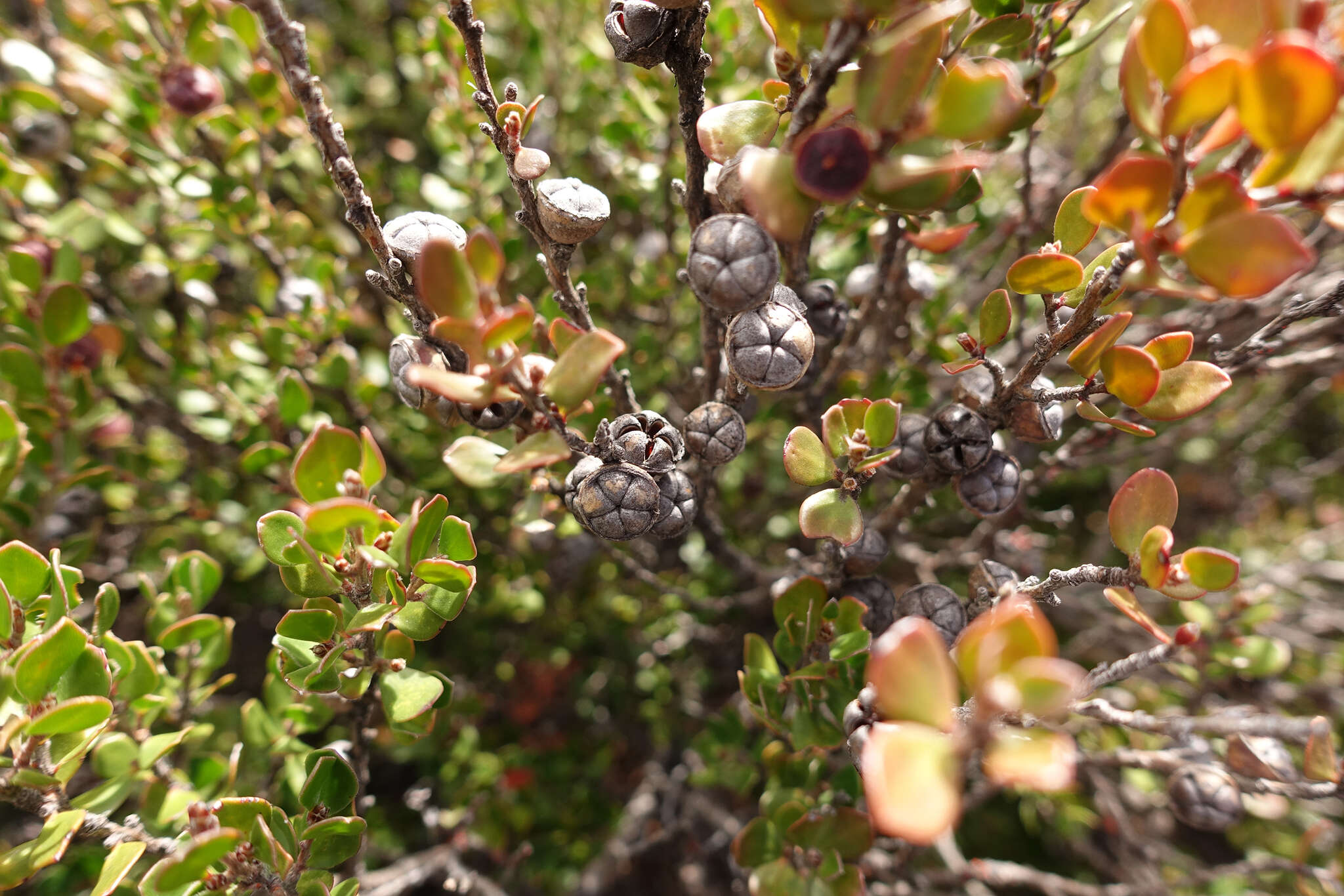 Sivun Leptospermum micromyrtus Miq. kuva