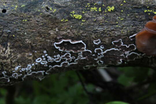 Image of Porostereum spadiceum (Pers.) Hjortstam & Ryvarden 1990