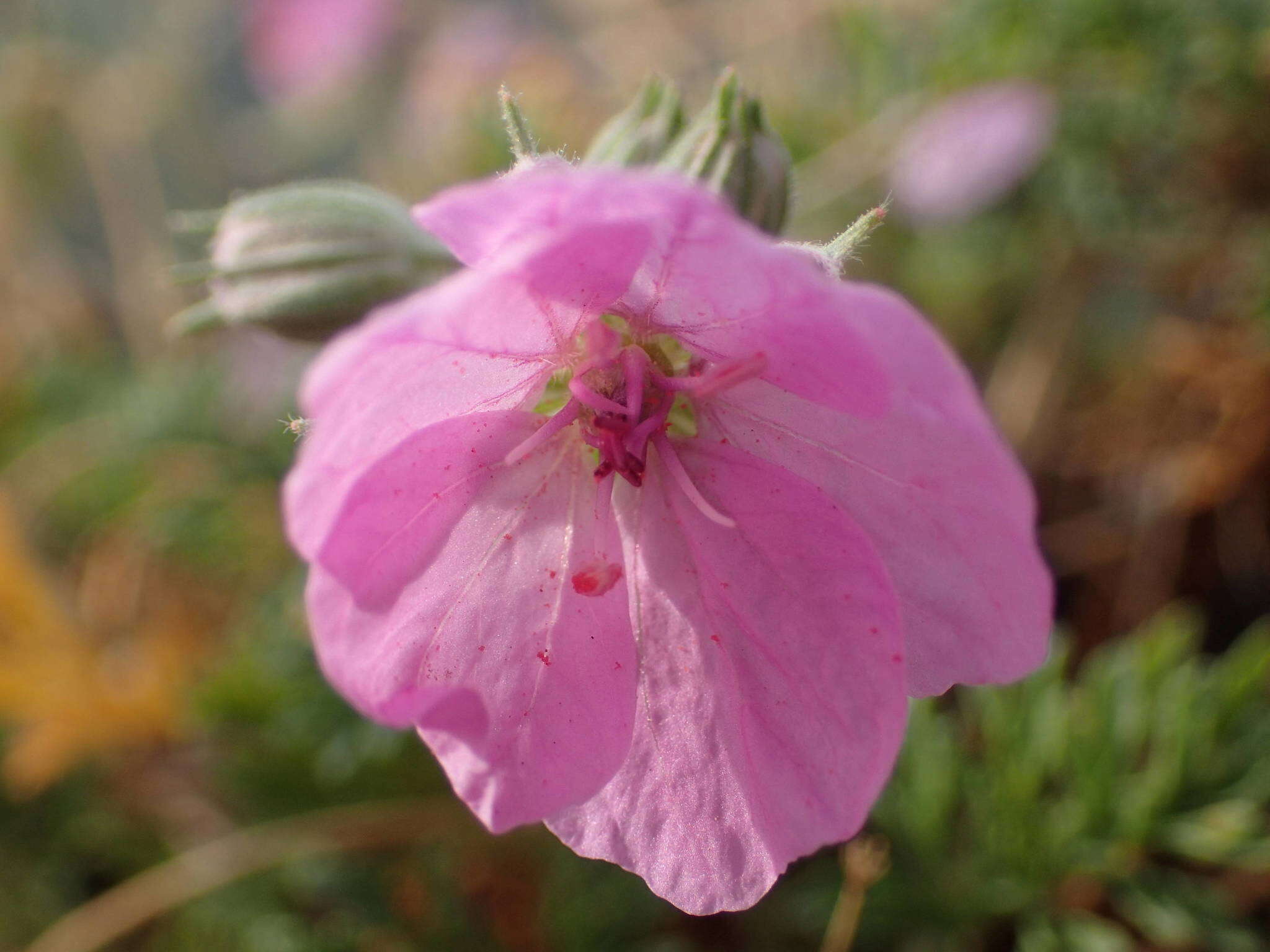 Image of Erodium foetidum (L.) L'Her.