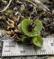 Sivun Salix rotundifolia Trautv. kuva