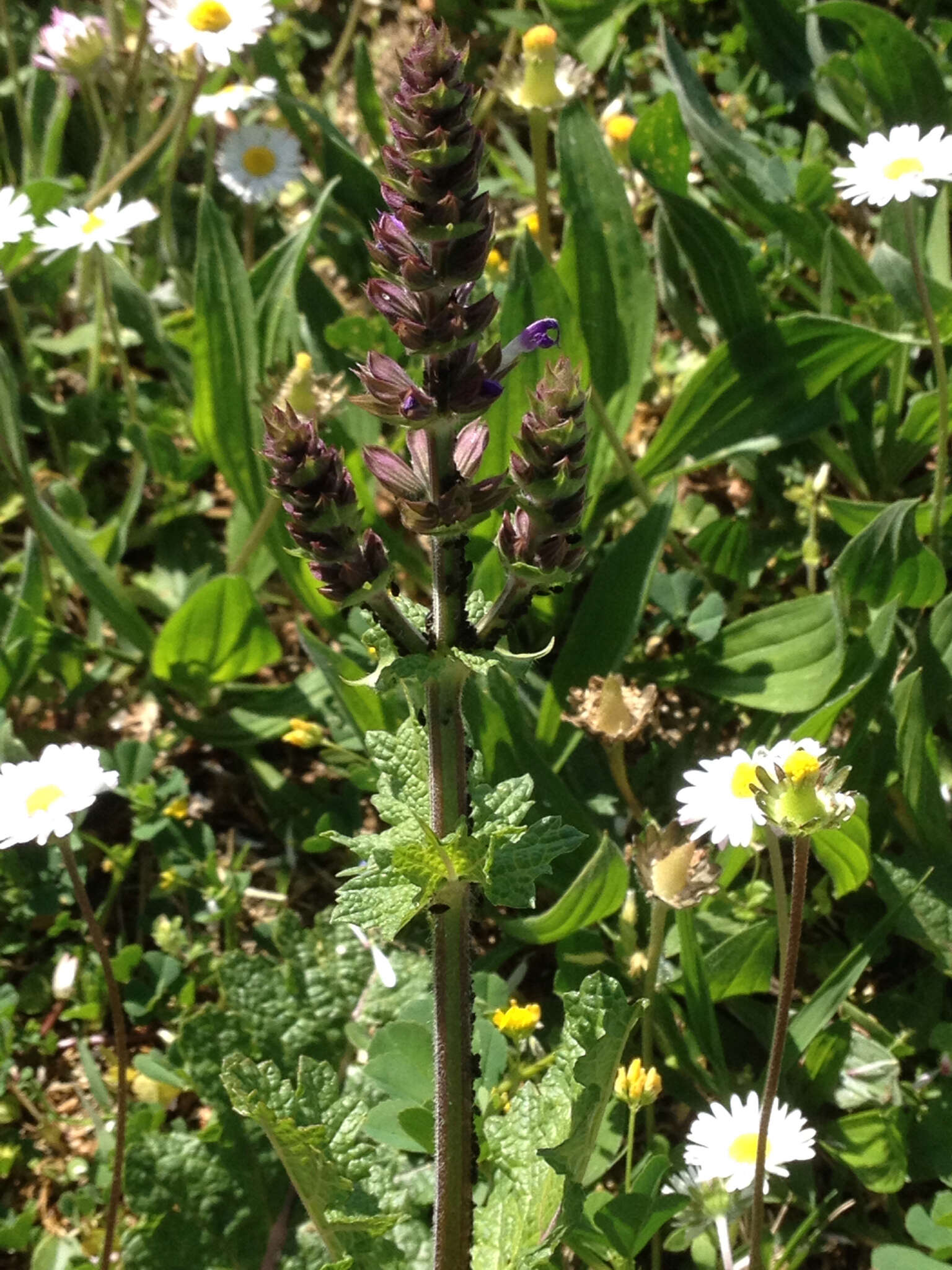 Image of verbena sage