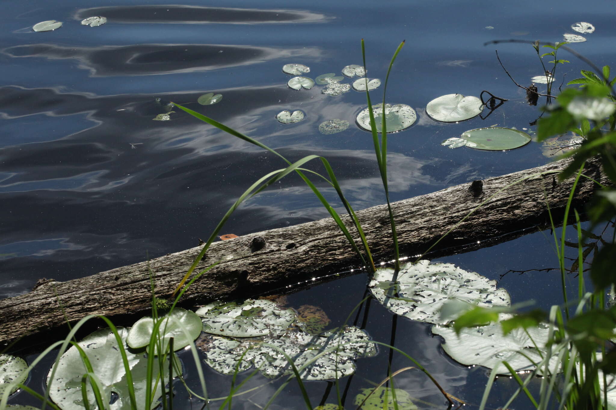 Image de Nénuphar nain