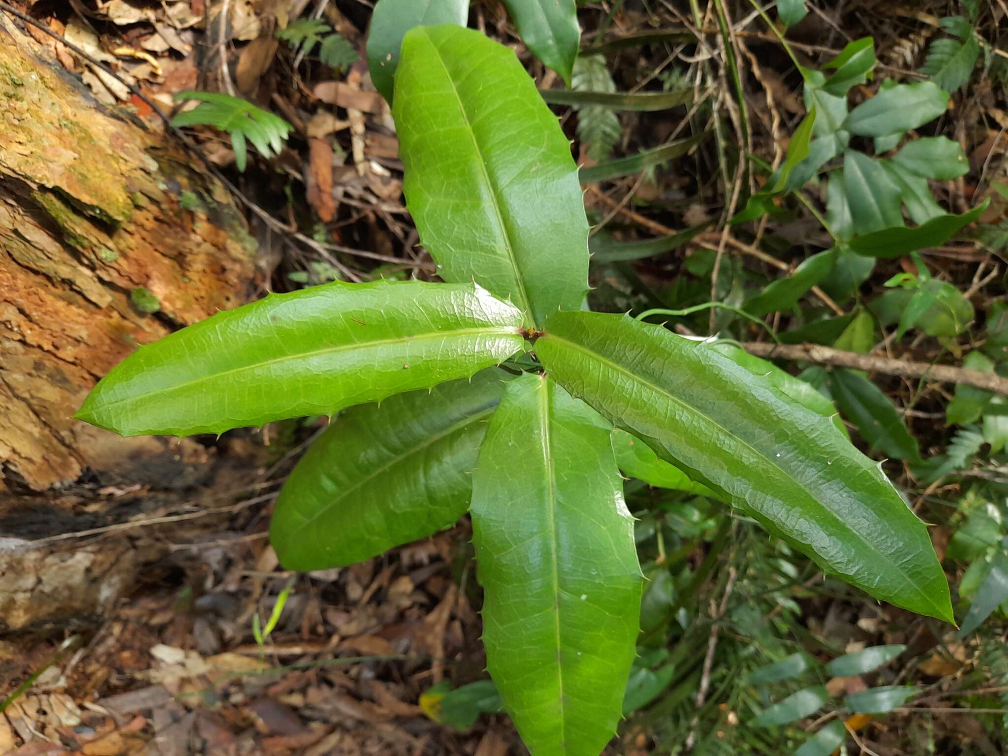 Image of Wilkiea macrophylla (Tul.) A. DC.