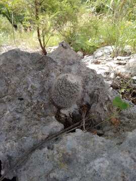 Image of Mammillaria albilanata subsp. tegelbergiana (G. E. Linds.) D. R. Hunt