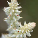 Слика од Froelichia floridana var. campestris (Small) Fern.