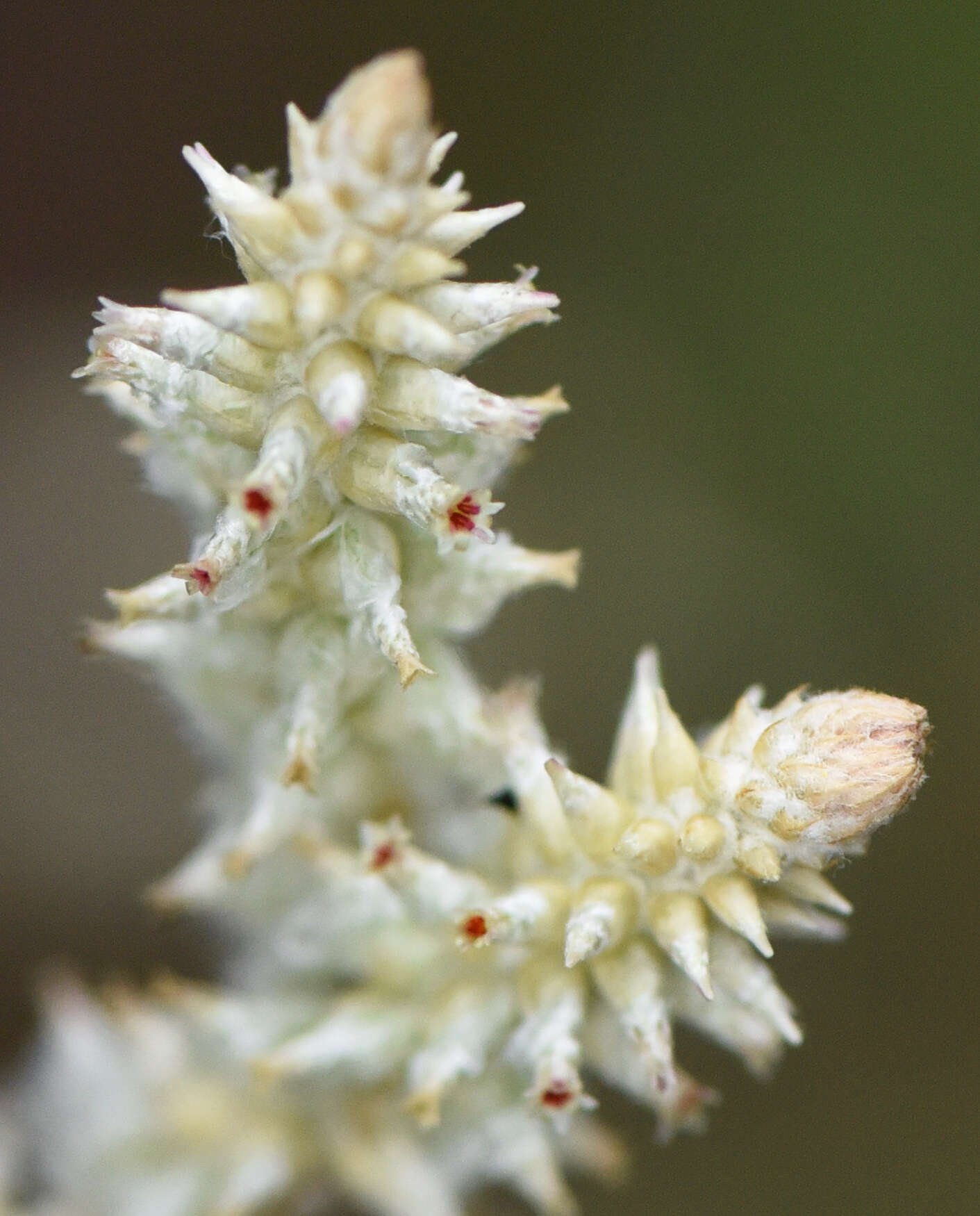 Image of plains snakecotton