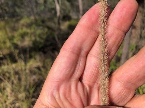 Setaria sphacelata (Schumach.) Stapf & C. E. Hubb. ex Moss resmi