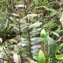 Plancia ëd Epidendrum arachnoglossum Rchb. fil. ex André