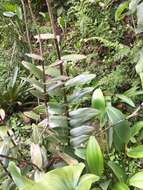 Image of Epidendrum arachnoglossum Rchb. fil. ex André