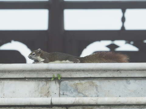 Imagem de Callosciurus finlaysonii (Horsfield 1823)